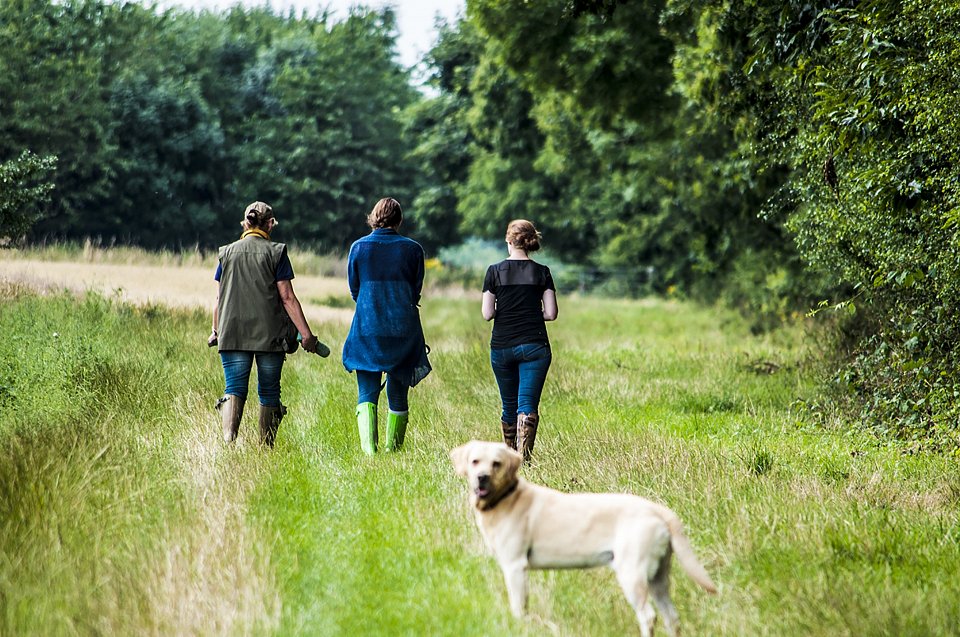 Photo: dog walking